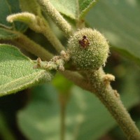 Croton aromaticus L.